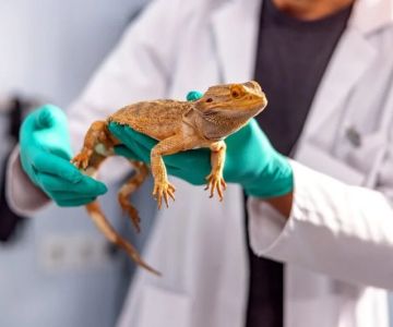 Top 10 Weight Management Tips for Exotic Pets Owners in the UK