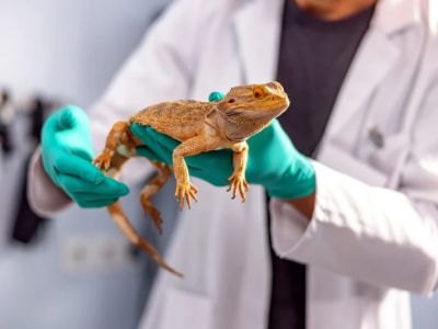 Top 10 Weight Management Tips for Exotic Pets Owners in the UK