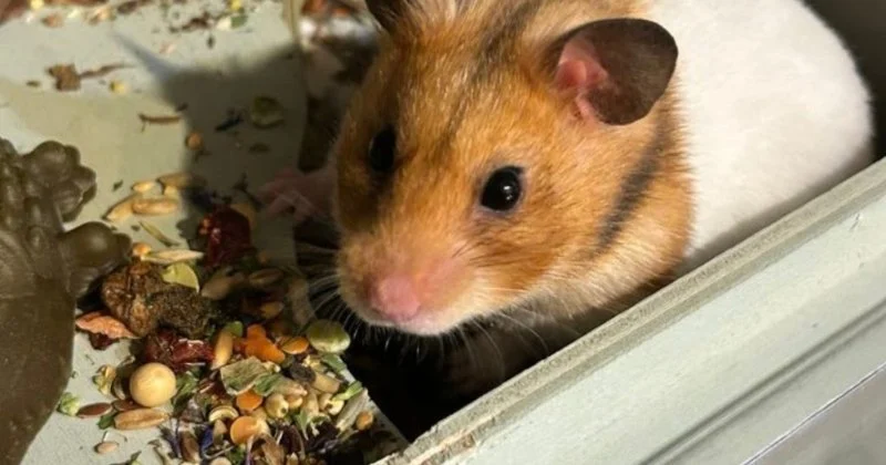 How to Improve Hamsters Nutrition Tips at Home – UK Edition