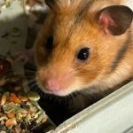 How to Improve Hamsters Nutrition Tips at Home – UK Edition
