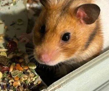How to Improve Hamsters Nutrition Tips at Home – UK Edition