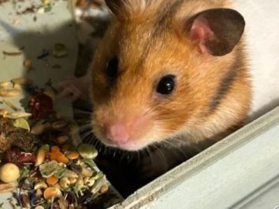 How to Improve Hamsters Nutrition Tips at Home – UK Edition