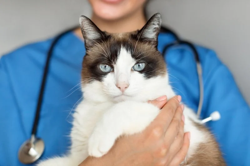 Vet-Approved Skin and Coat Care for Cats: Expert Tips for Healthy Felines