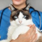Vet-Approved Skin and Coat Care for Cats: Expert Tips for Healthy Felines