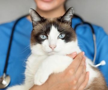 Vet-Approved Skin and Coat Care for Cats: Expert Tips for Healthy Felines