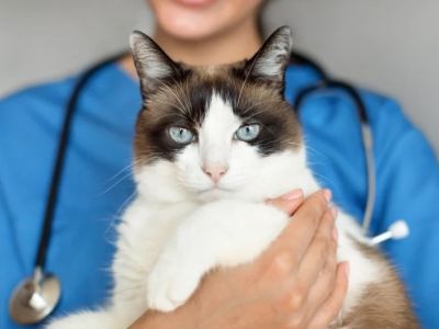 Vet-Approved Skin and Coat Care for Cats: Expert Tips for Healthy Felines