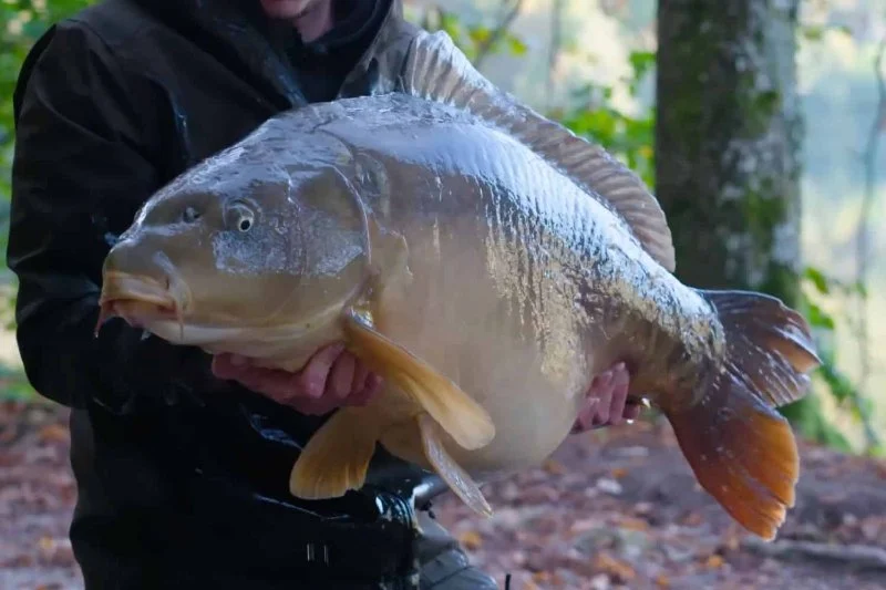 The Importance of First Aid Tips for Fish – UK Edition