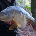 The Importance of First Aid Tips for Fish – UK Edition