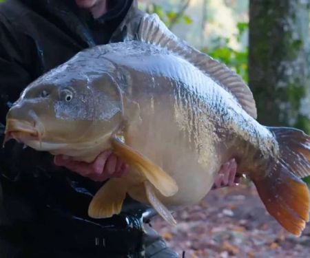 The Importance of First Aid Tips for Fish – UK Edition