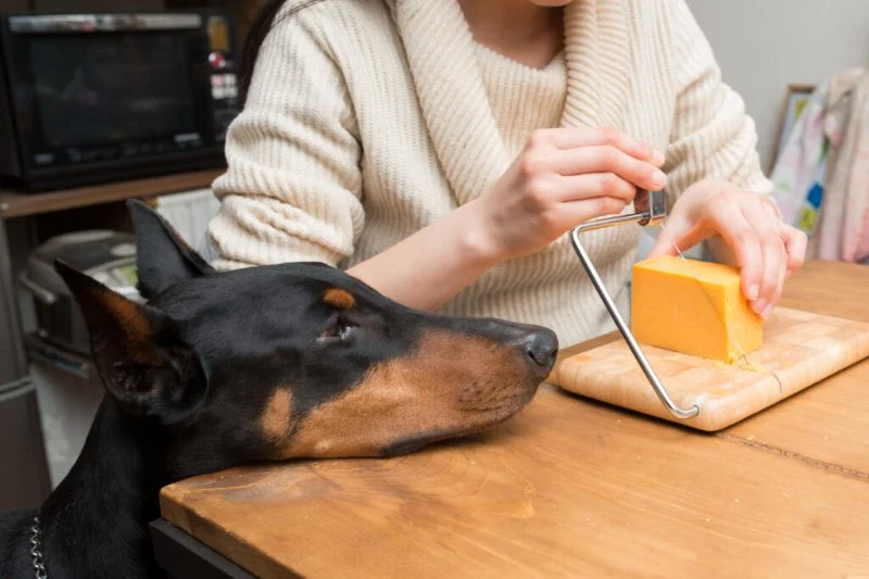 Can Dogs Eat Feta Cheese? Salty Dairy Risks and Safe Portion Control for Pets