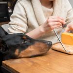 Can Dogs Eat Feta Cheese? Salty Dairy Risks and Safe Portion Control for Pets