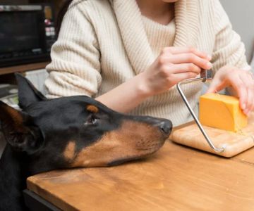 Can Dogs Eat Feta Cheese? Salty Dairy Risks and Safe Portion Control for Pets