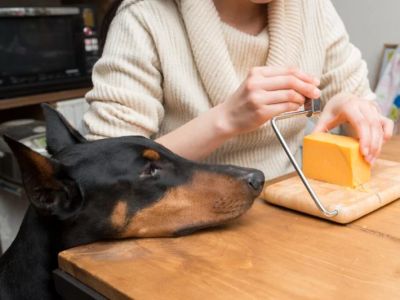 Can Dogs Eat Feta Cheese? Salty Dairy Risks and Safe Portion Control for Pets