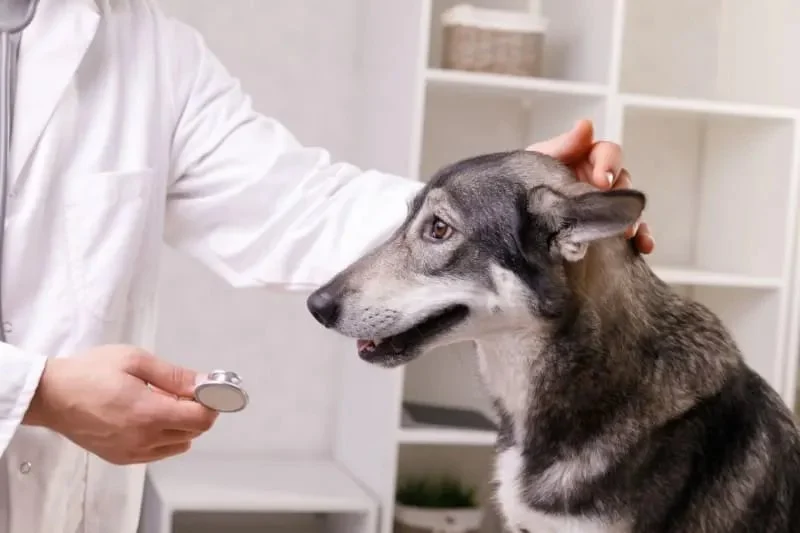 Best Practices for Health Checkups in Senior Pets