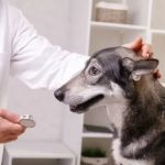 Best Practices for Health Checkups in Senior Pets
