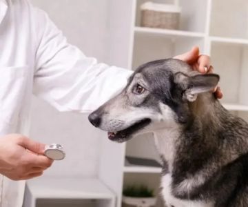 Best Practices for Health Checkups in Senior Pets
