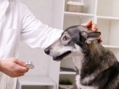 Best Practices for Health Checkups in Senior Pets
