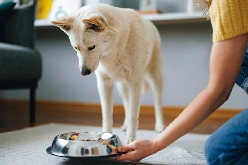 Why Is My Dog Not Eating? Causes, Symptoms & What to Do Next