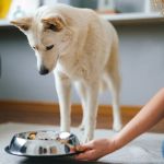Why Is My Dog Not Eating? Causes, Symptoms & What to Do Next