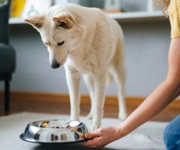 Why Is My Dog Not Eating? Causes, Symptoms & What to Do Next
