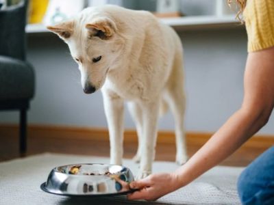Why Is My Dog Not Eating? Causes, Symptoms & What to Do Next