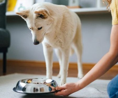 Why Is My Dog Not Eating? Causes, Symptoms & What to Do Next