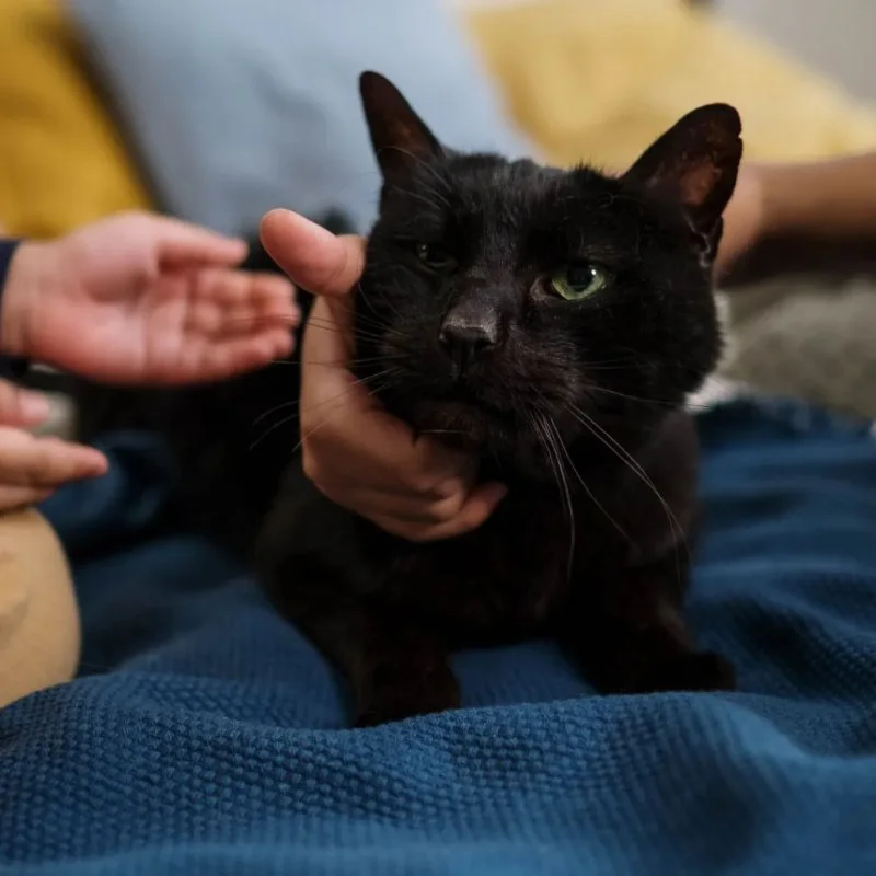 How to Introduce a New Kitten to Your Cat Safely
