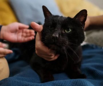 How to Introduce a New Kitten to Your Cat Safely