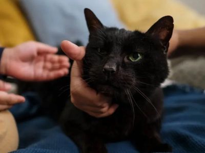 How to Introduce a New Kitten to Your Cat Safely