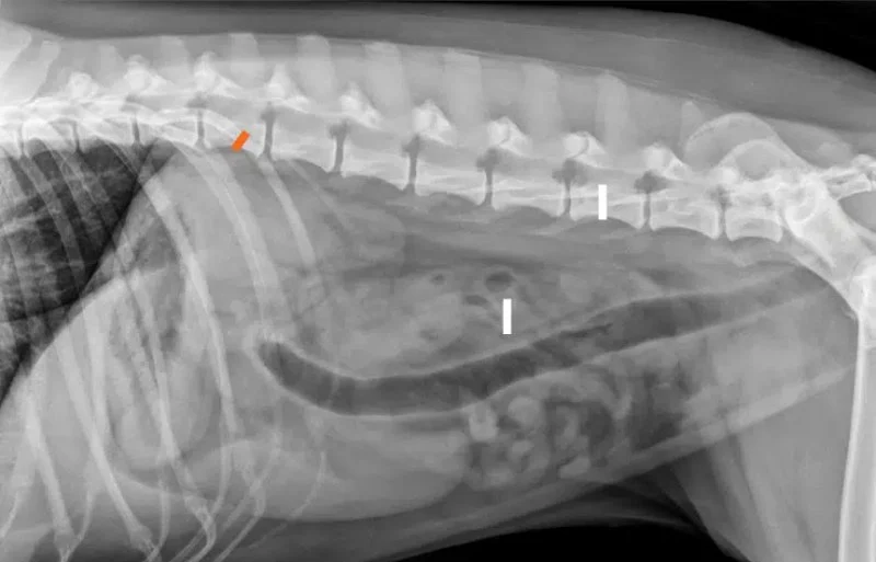 How to Tell If Your Dog Has a Foreign Body in Their Intestine: Obstruction Signs