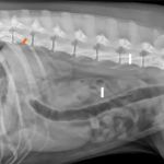 How to Tell If Your Dog Has a Foreign Body in Their Intestine: Obstruction Signs