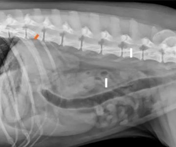How to Tell If Your Dog Has a Foreign Body in Their Intestine: Obstruction Signs