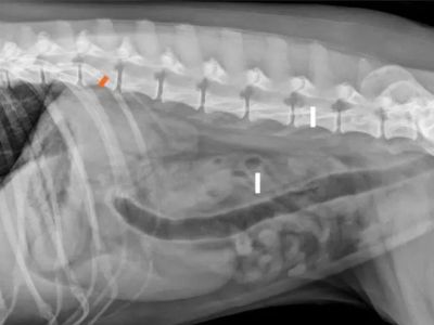 How to Tell If Your Dog Has a Foreign Body in Their Intestine: Obstruction Signs
