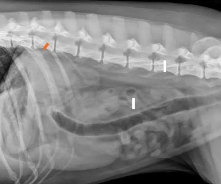 How to Tell If Your Dog Has a Foreign Body in Their Intestine: Obstruction Signs