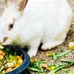 Can Rabbits Eat Artichoke? Safe Feeding Guide for Bunny Owners