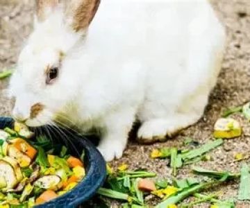Can Rabbits Eat Artichoke? Safe Feeding Guide for Bunny Owners