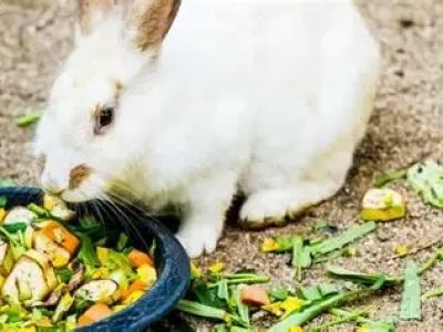 Can Rabbits Eat Artichoke? Safe Feeding Guide for Bunny Owners