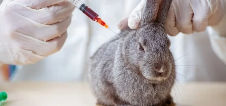 Complete Guide to Vaccination Guide for Rabbits in the UK