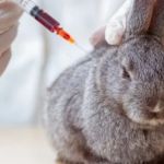 Complete Guide to Vaccination Guide for Rabbits in the UK