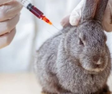 Complete Guide to Vaccination Guide for Rabbits in the UK