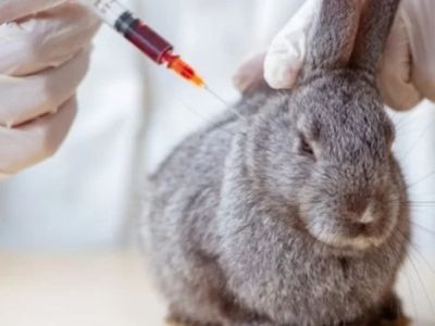 Complete Guide to Vaccination Guide for Rabbits in the UK