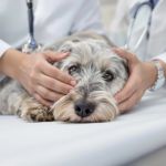 What Are the Signs of Kidney Disease in Dogs? Early Detection Tips