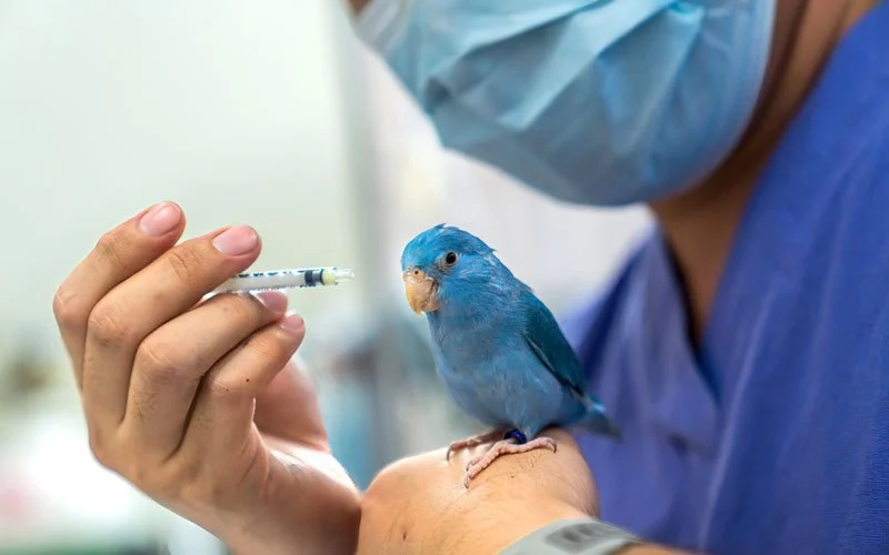Best Practices for Common Illnesses in Birds: UK Care Guide