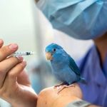 Best Practices for Common Illnesses in Birds: UK Care Guide