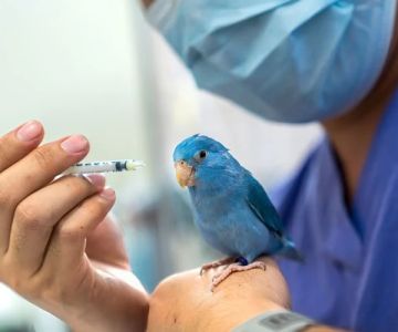 Best Practices for Common Illnesses in Birds: UK Care Guide