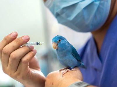 Best Practices for Common Illnesses in Birds: UK Care Guide