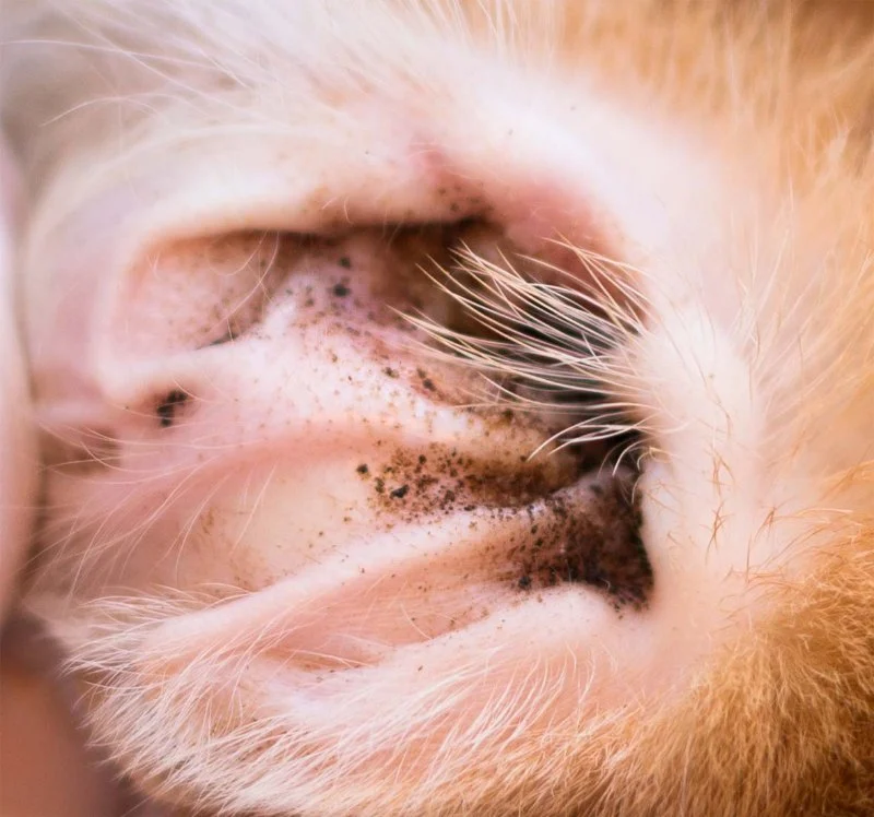 How to Check for Dog Ear Mites: Dark Discharge, Head Shaking, and Treatment Tips