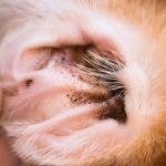 How to Check for Dog Ear Mites: Dark Discharge, Head Shaking, and Treatment Tips