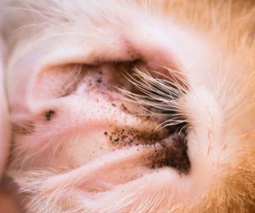 How to Check for Dog Ear Mites: Dark Discharge, Head Shaking, and Treatment Tips