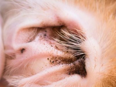 How to Check for Dog Ear Mites: Dark Discharge, Head Shaking, and Treatment Tips